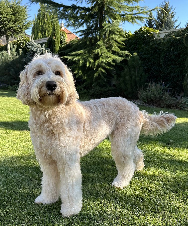 Truel Love Labradoodles Slovakia, fenka Coco