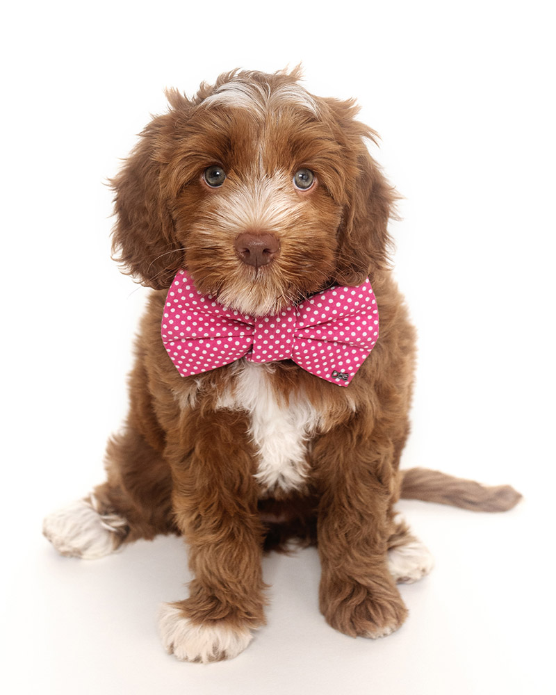 Labradoodles Slovakia, "Healing Hearts Litter" CINNAMON & HENRY