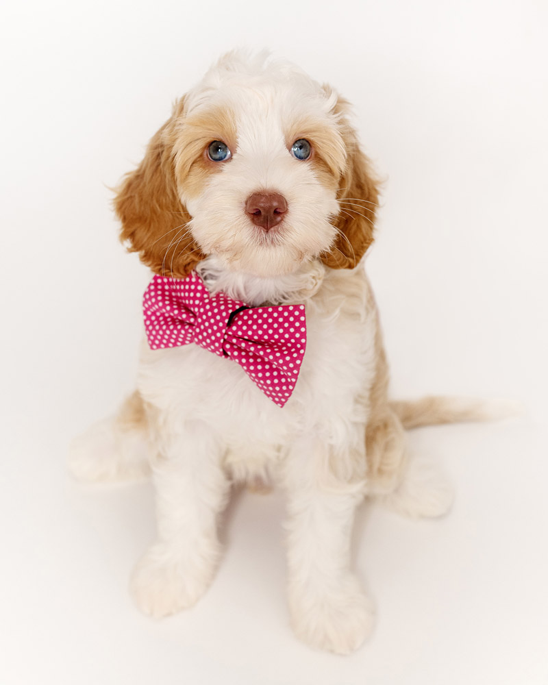 Labradoodles Slovakia, "Healing Hearts Litter" CINNAMON & HENRY