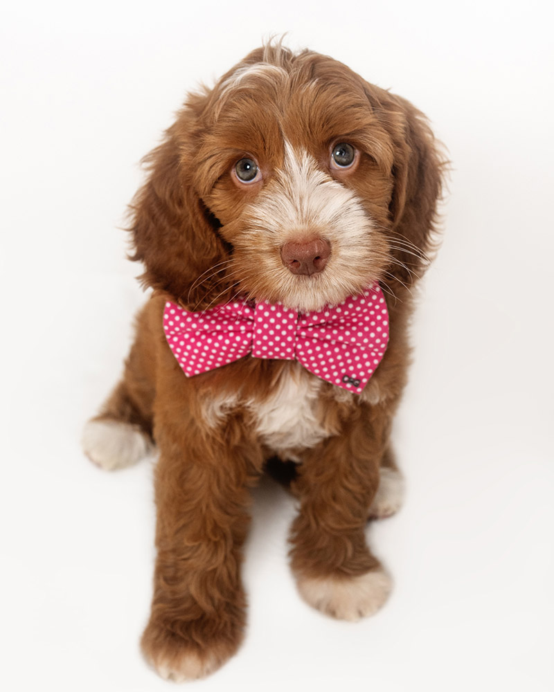 Labradoodles Slovakia, "Healing Hearts Litter" CINNAMON & HENRY