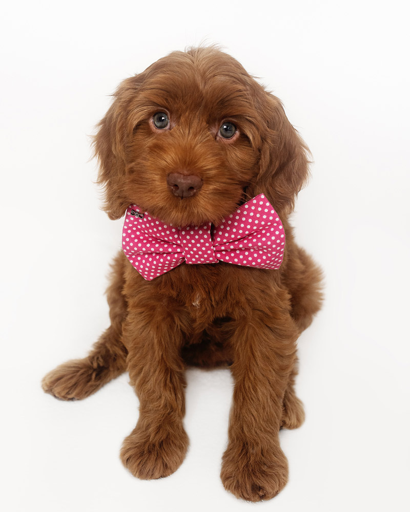 Labradoodles Slovakia, "Healing Hearts Litter" CINNAMON & HENRY