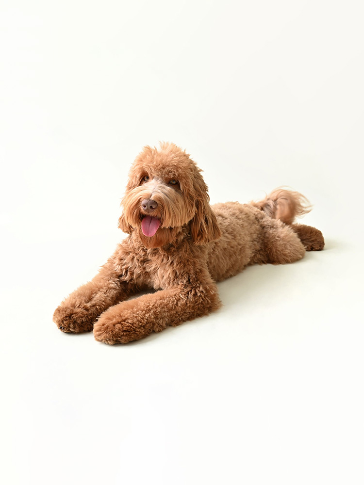 Australian Labradoodles Slovakia, fenka Dakota