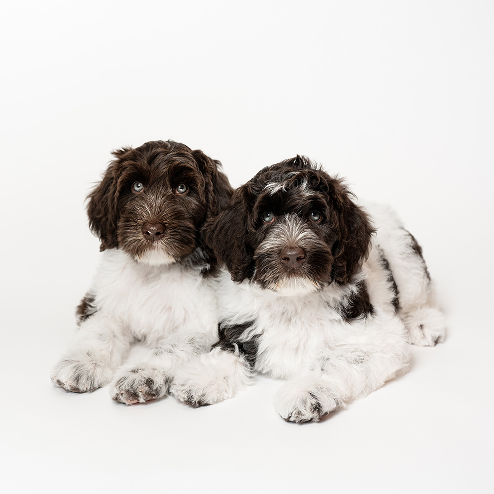 Australian Labradoodles Slovakia, psíky Edward a Felix