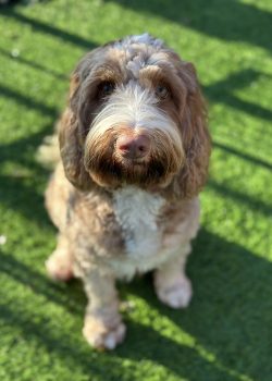 Australian Labradoodles, fenka Cinnamon