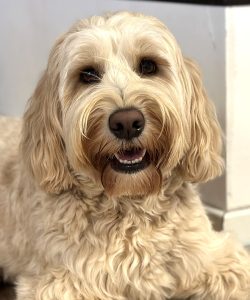 Australian Labradoodles Slovakia, fenka Coco