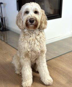 Australian Labradoodles Slovakia, fenka Coco