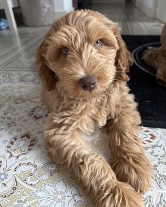 Australian Labradoodle Slovakia, fenka Dakota